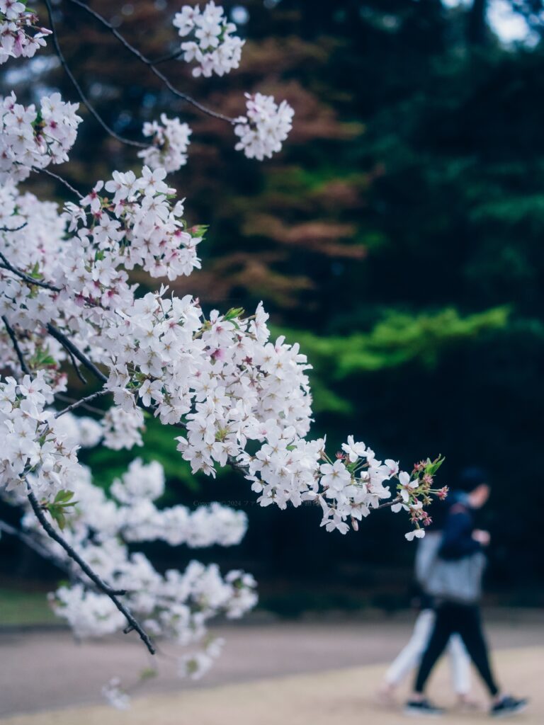 桜デート