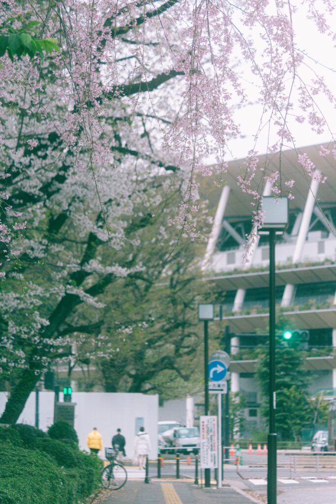 国立競技場 桜