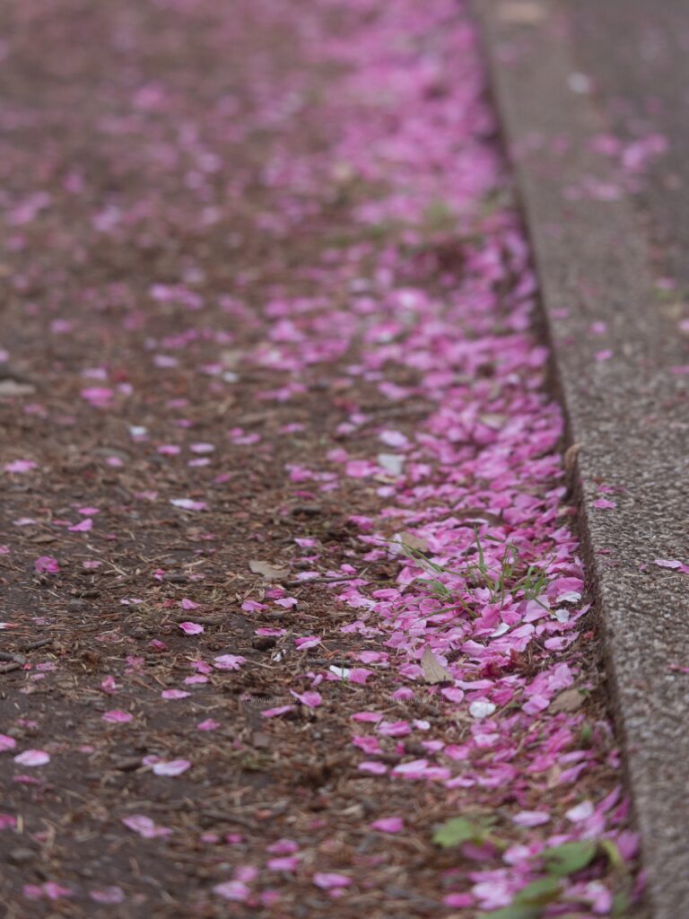 桜絨毯