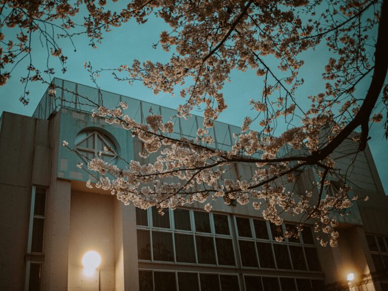 学校夜桜