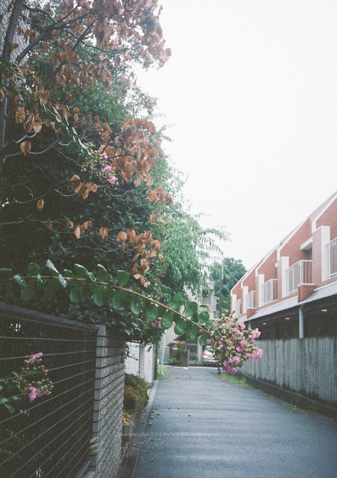 昭和の残像 ｜ ファンキーな栄養素
