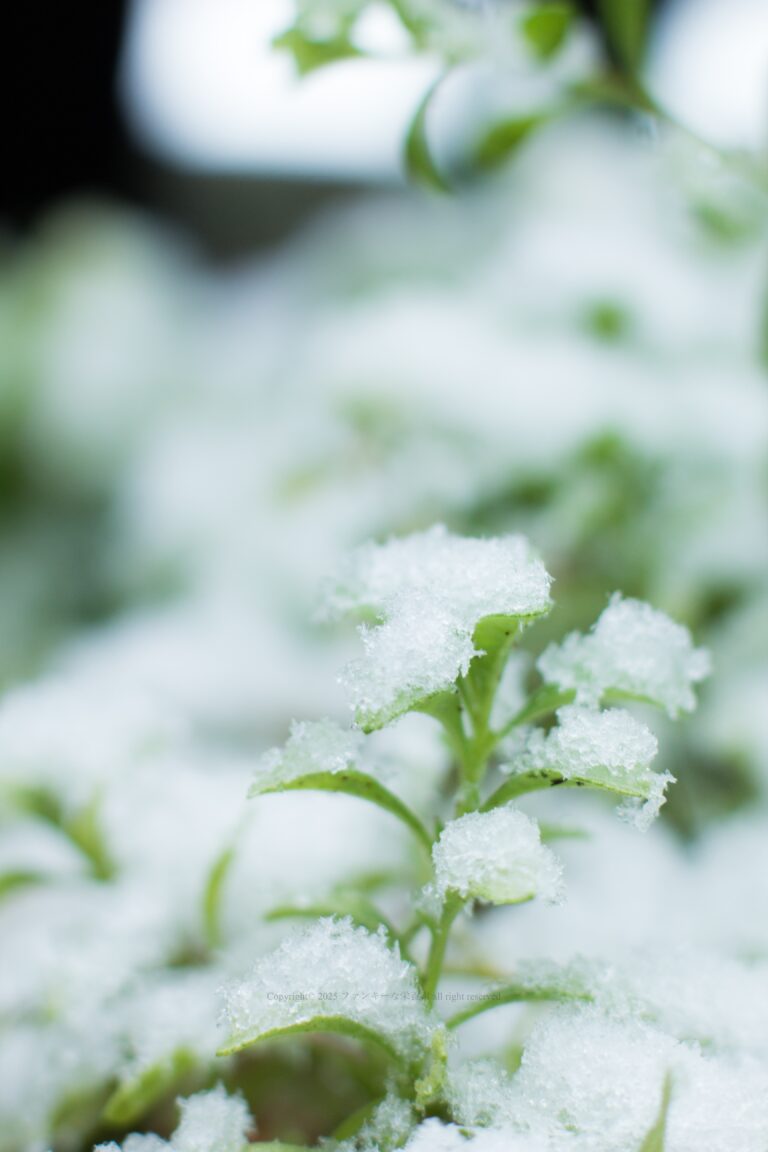 なごり雪