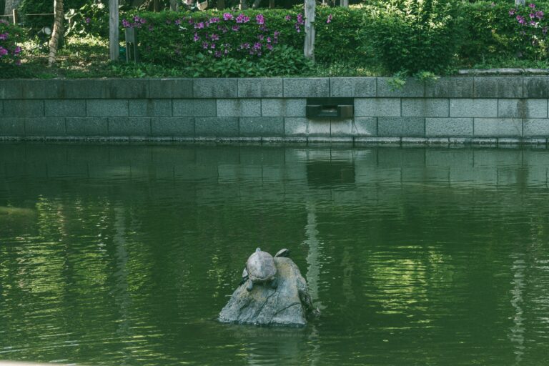 甲羅干し