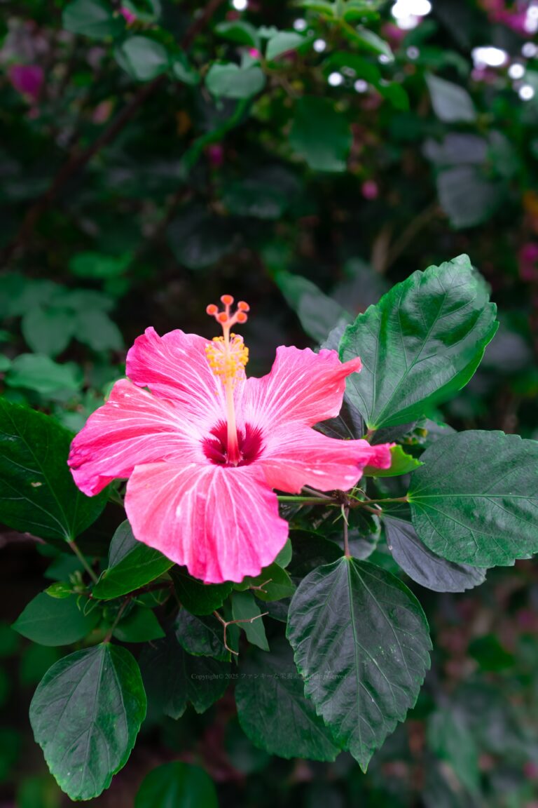 TROPICAL FLOWER