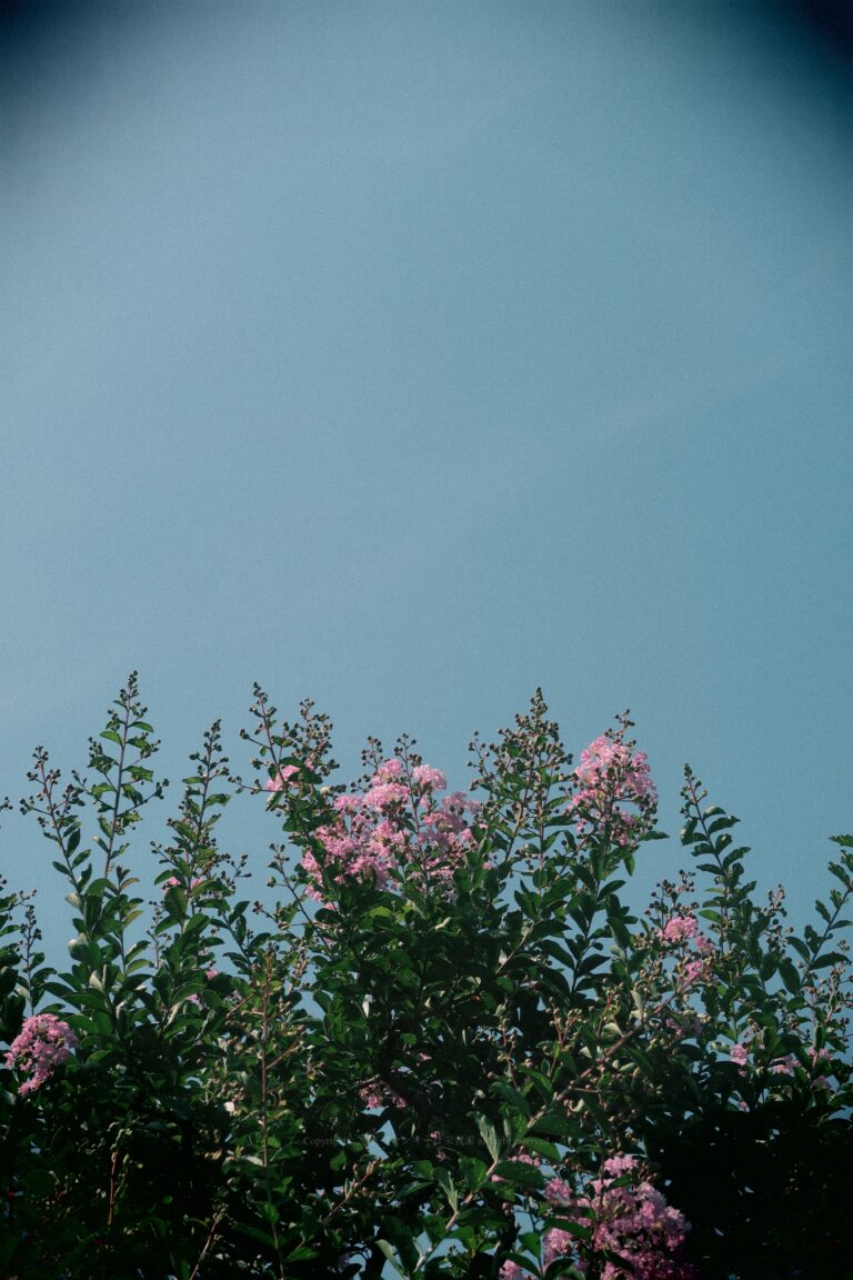 夏フェス感