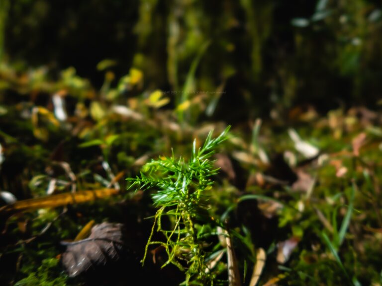 あっちもこっちも