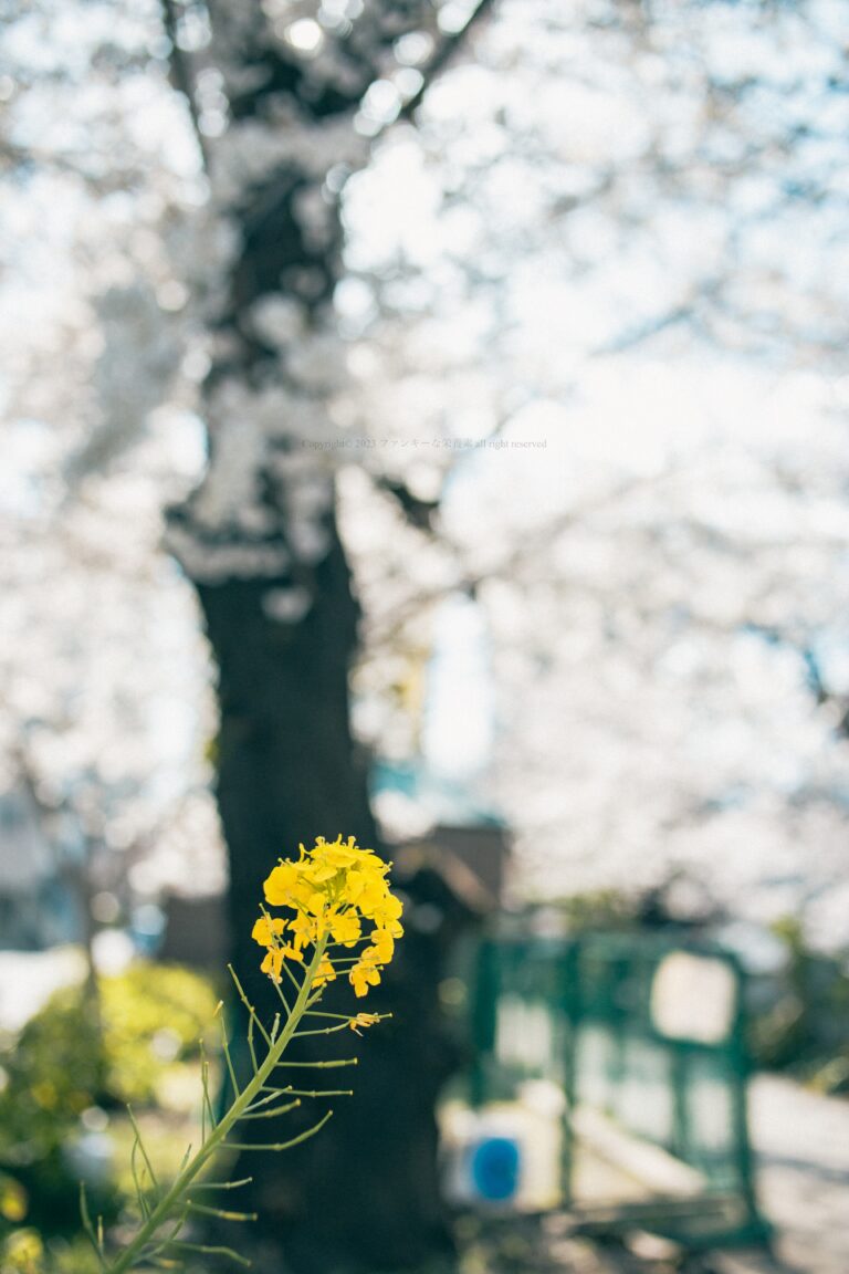 菜の花越しの桜